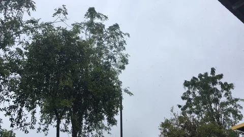 Raining on a tree Stock Footage 100806261
