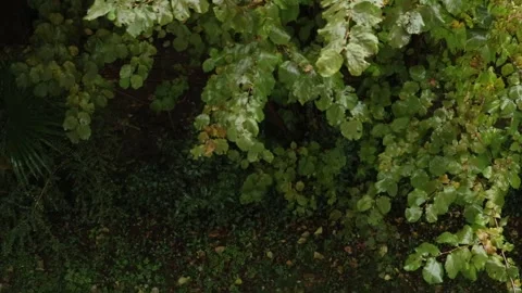 Raining on a Tree Stock Footage 141925006