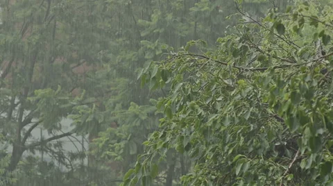 Raining into trees 스톡 동영상 40754681