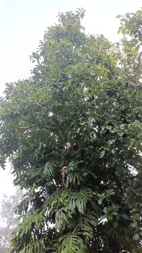 Raining in the trees Stock Footage 322169980