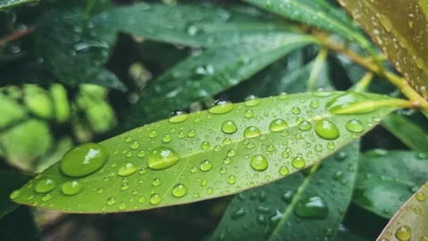 Raining in tropical forest, Raindrops falling down on green leaf. 스톡 동영상 195101663