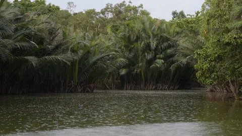 Raining on the tropical lake surrounded by nipa palm trees Vídeos de archivo 98087991