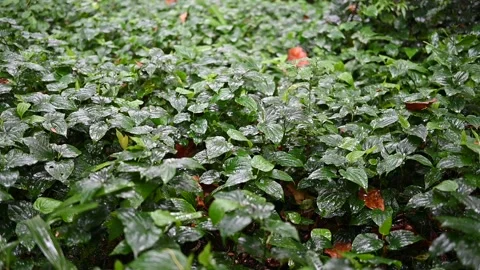 Raining in the Tropical rainforest Stock Footage 257406369