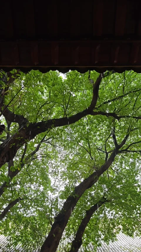 Raining under the tree with eave Stock Footage 288214033
