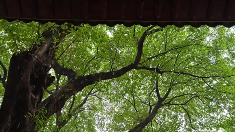 Raining under the tree with eave Stock Footage 288215033