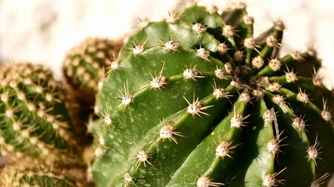 Raining water and cactus Video stock 117166650