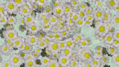 Raining water drops on abstract blooming daisy flower meadow from above Stock Footage 289217728