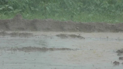 Raining water on the logged road Video stock 114394715