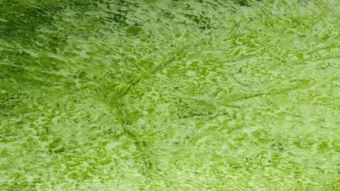 Raining on water in wading pool with green overgrown bottom creating ripples Stock Footage 246981083