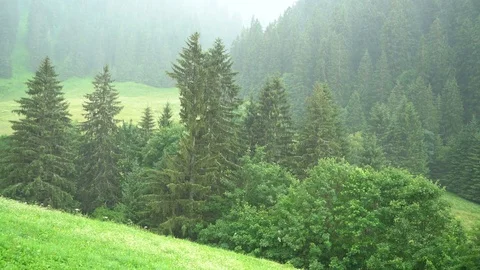 Raining weather in the forest Stock Footage 84854543