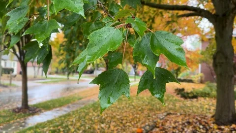 Raining Wet Leaves Video stock 254211092
