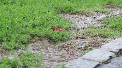 Raining on wet soil Video stock 157855328