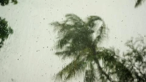 Raining at a window on a winds blow a tree background. Stock Photos