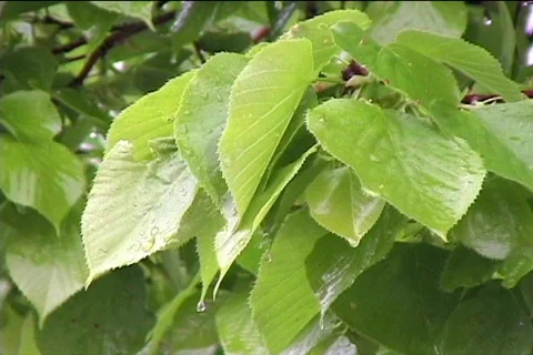 Rain,leaf. Video stock 398107