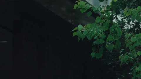 Rainning day slow motion Video stock 232091424