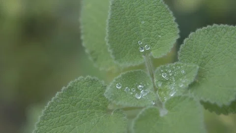 Rainning drops on a plant Stock Footage 120543704