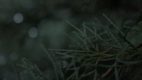 Rainning drops on a tree Stock Footage 120543847