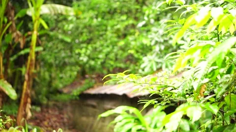 Rainning season  in thailand   ,fresh  and relax nature Stock Footage