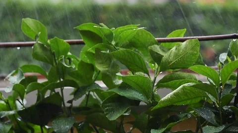 Rainonlemon Video stock 113251617