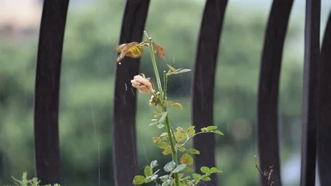 Rainoverrose Video stock 113259308