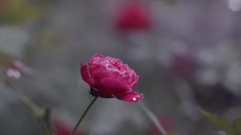 Rain,Rose in Rain Drop Stock Footage 259824975