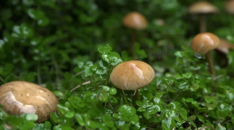 The rains come forest Stock Footage 54269774