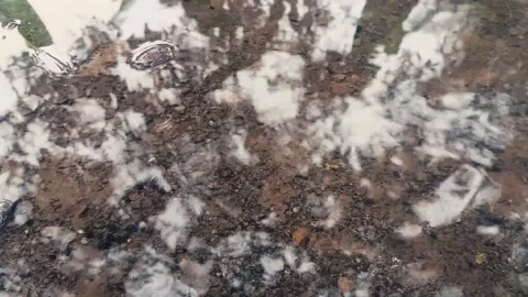 Rains in the forest Stock Footage 149158102