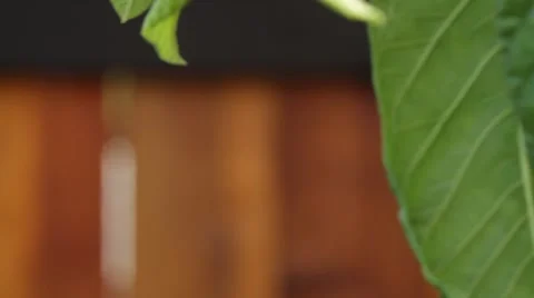 Rains on a Fork-Tailed Katydid / grasshopper in Guava tree Video stock 41589980