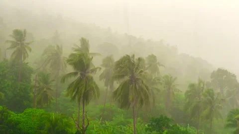 Rainstorm in Amazonian Rainforest, Brazil 動画素材 239187890