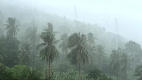 Rainstorm in Amazonian Rainforest, Brazil Stock Footage 241007464