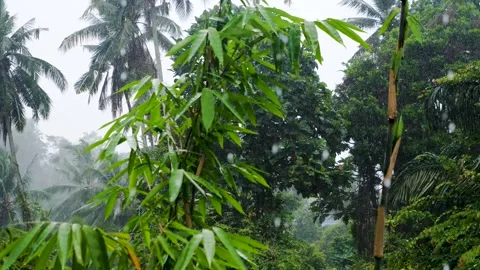 Rainstorm bali 2 Video stock 242089519
