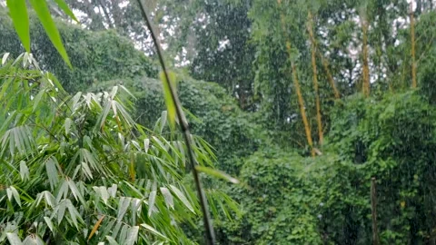 Rainstorm Bali Video stock 242088755