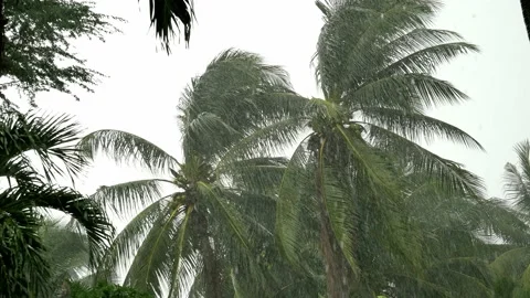 Rainstorm blowing trees Stock Footage 132936782