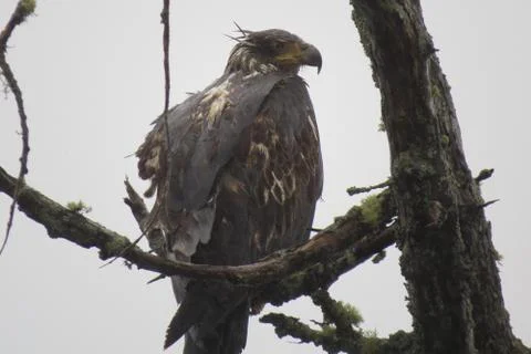 Rainstorm Drenched Golden Eagle Stock Photos