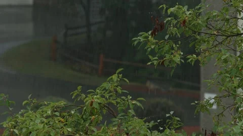 Rainstorm - focus on trees 動画素材 40845800