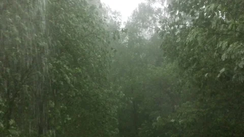 Rainstorm in the forest Stock Footage 299736717