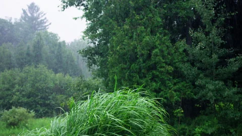 Rainstorm Green Forest Stock Footage 164866225