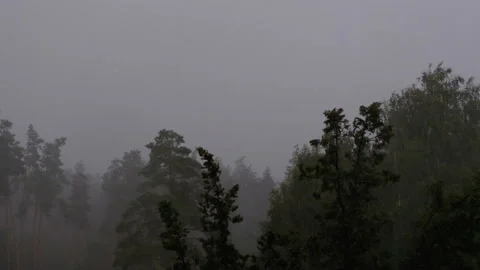 Rainstorm with Lightning in the Green Forest. Slow Motion. Rain Drops Falling. Stock Footage 116605968