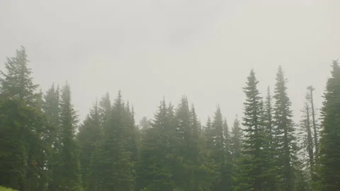 Rainstorm mist in forest trees on overcast day Mt Hood Oregon Видео 232435912
