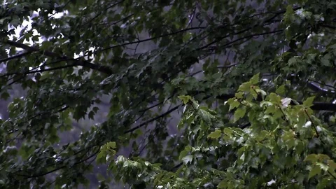 A rainstorm pelts the branches of trees in a forest during daytime V1 Stock Footage 79082105