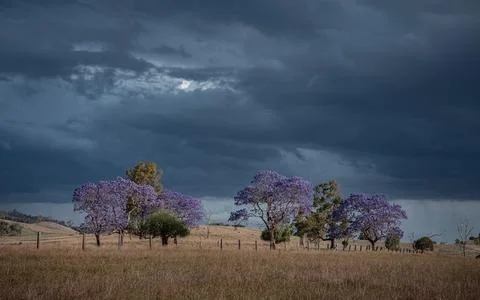 Rainstorm, rain, storm, thunder, tree 库存照片