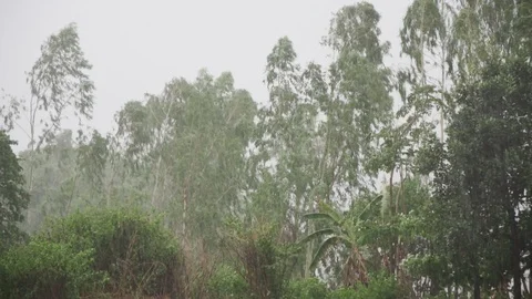 Rainstorms cause windy and the trees blew back and forth, slow motion Stock Footage 92290450