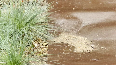 Rainwater Accumulates on Paved Surface Beside Blue Fescue Grass Patch Stock Footage 335593634