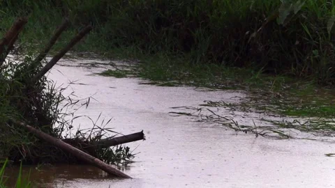 Rainwater canal flowing through rural farmland during monsoon Video stock 336532767