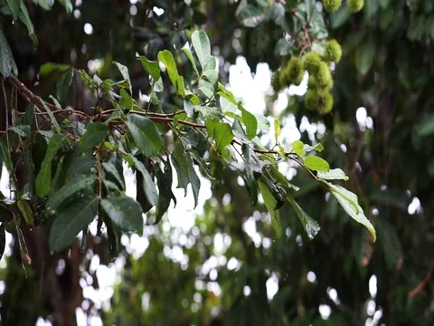 Rainwater drip on the leaves. Selected focus and blurry background. Stock Footage 91123822