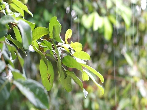 Rainwater drip on the leaves. Selected focus and blurry background. Stock Footage 91123835