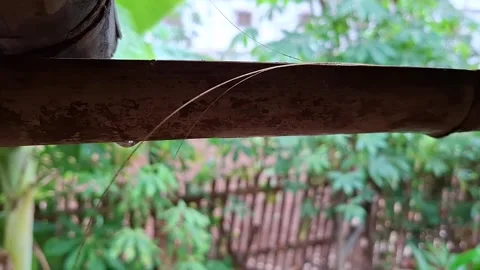 Rainwater dripping from bamboo Stock Footage 291511347