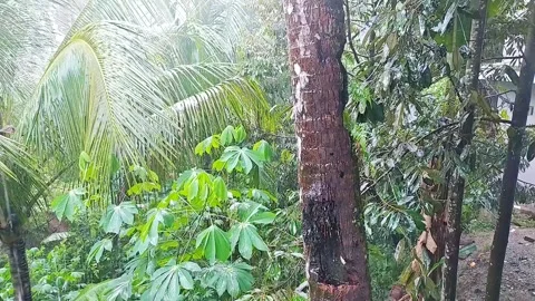 Rainwater dripping Video stock 303186256