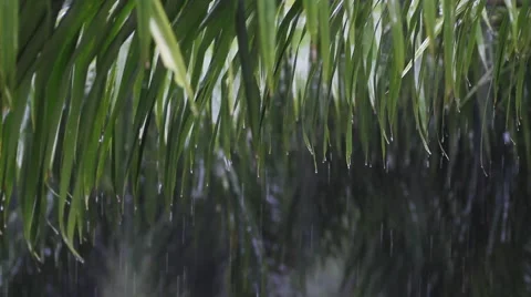 Rainwater dripping from the leaves of trees. with sound Stock Footage 56889845