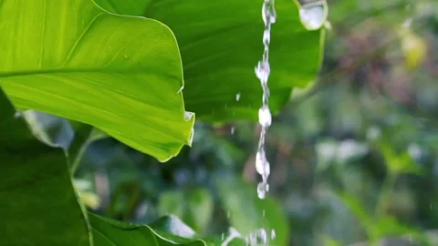 Rainwater Dripping from Lush Green Leaf in a Tropical Garden Stock Footage 331632007